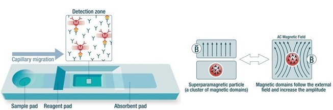 順磁微球免疫層析定量檢測(cè)技術(shù)平臺(tái) 順磁微球免疫層析定量檢測(cè)技術(shù)平臺(tái)